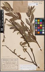 Foto von Salix caprea L. x Salix eleagnos Scop.